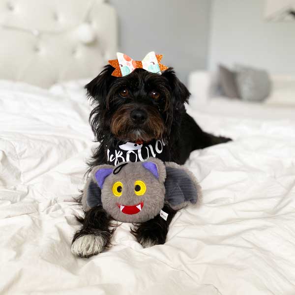 Halloween trendy plush dog toys vampire Bat pricklet ball patchwork pet plush dog toys