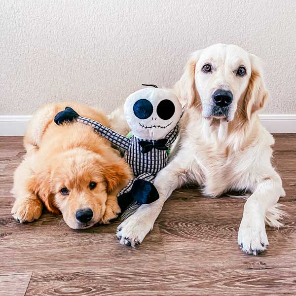 Halloween plush dog toys  patchwork pet dog toys