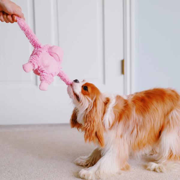 Patchwork Pet pastel gorilla Plush Dog Toy with king charles cavalier dog