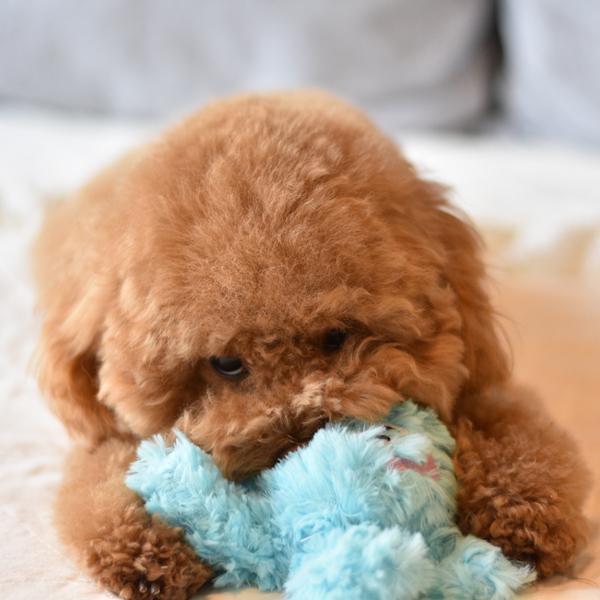 Pastel Octopus