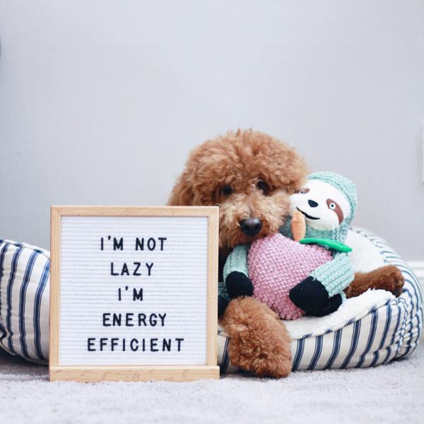 Interactive dog toys sydney the sloth patchwork pet dog toy goldendoodle dog with toys