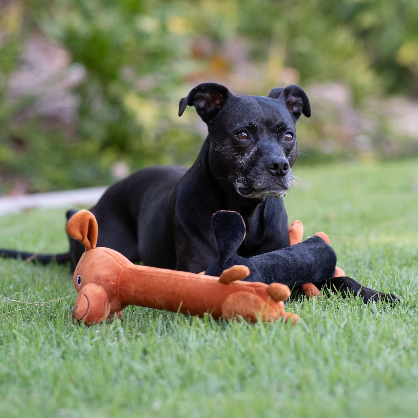 Winnie Dog Stick Duo 14"