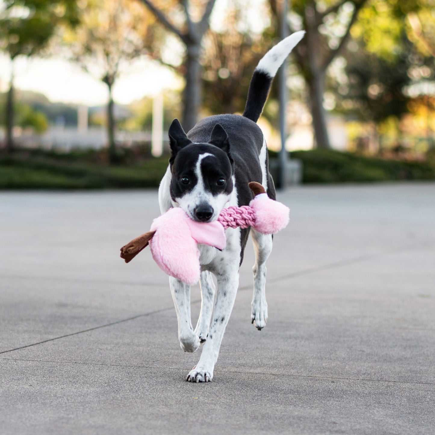 Tug and Toss Flamingo 15"