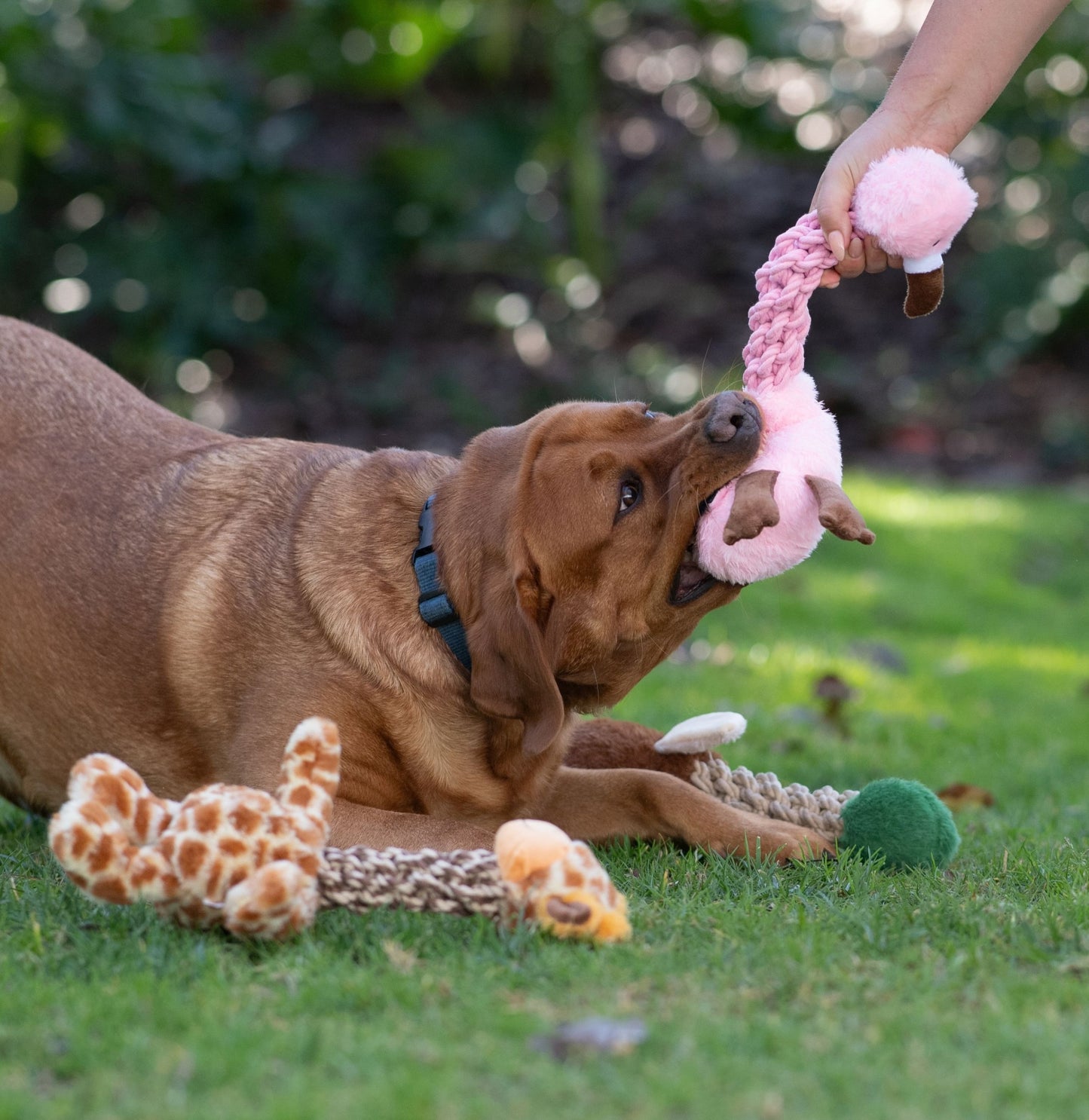 Tug and Toss Flamingo 15"