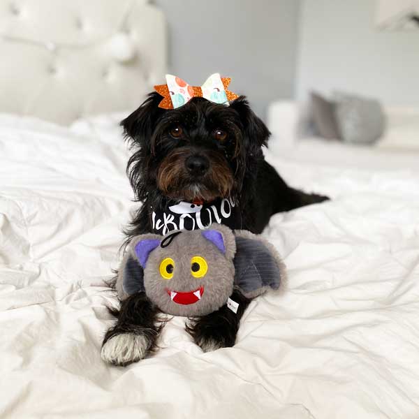 Halloween trendy plush dog toys vampire Bat pricklet ball patchwork pet plush dog toys 