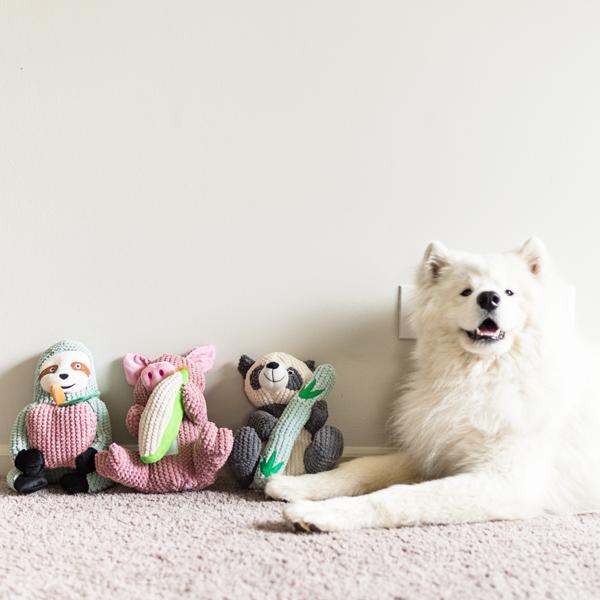 Maizey the Pig