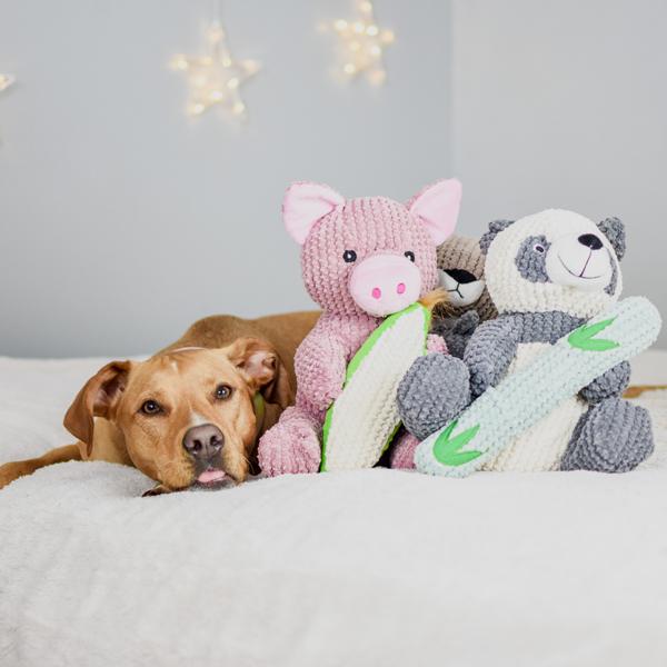 Maizey the Pig
