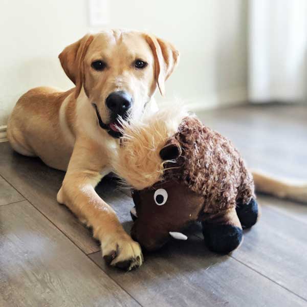 Warthog plush dog toy patchwork pet plush dog toys  with a labrador