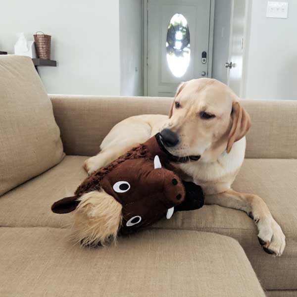 Warthog plush dog toy patchwork pet plush dog toys 